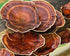 Nature's Lab Mushroom 7, Vegetarian Capsules